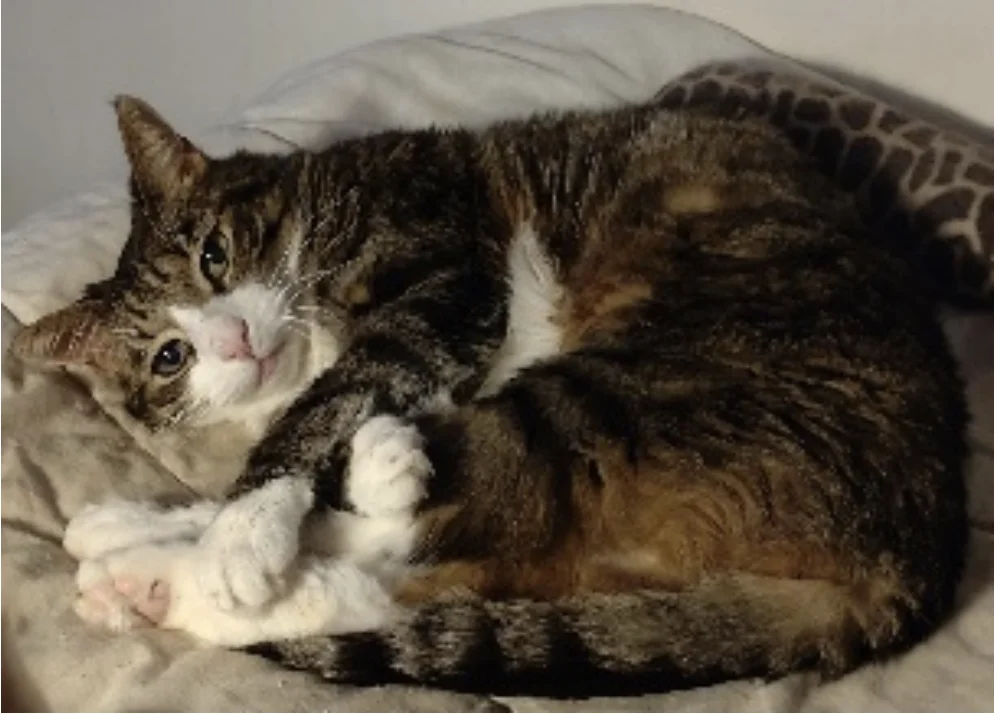 Flemmings katte