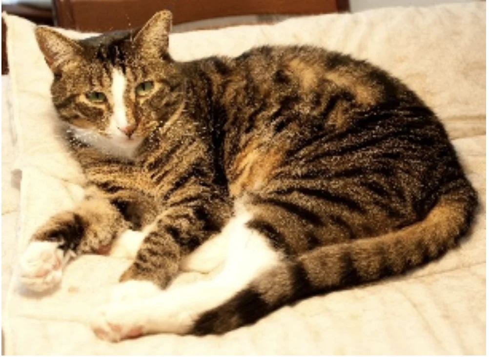 Flemmings katte